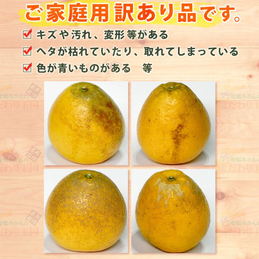 樹齢20年以上 超訳あり 可哀そうな 河内晩柑 サイズおまかせ ご家庭用