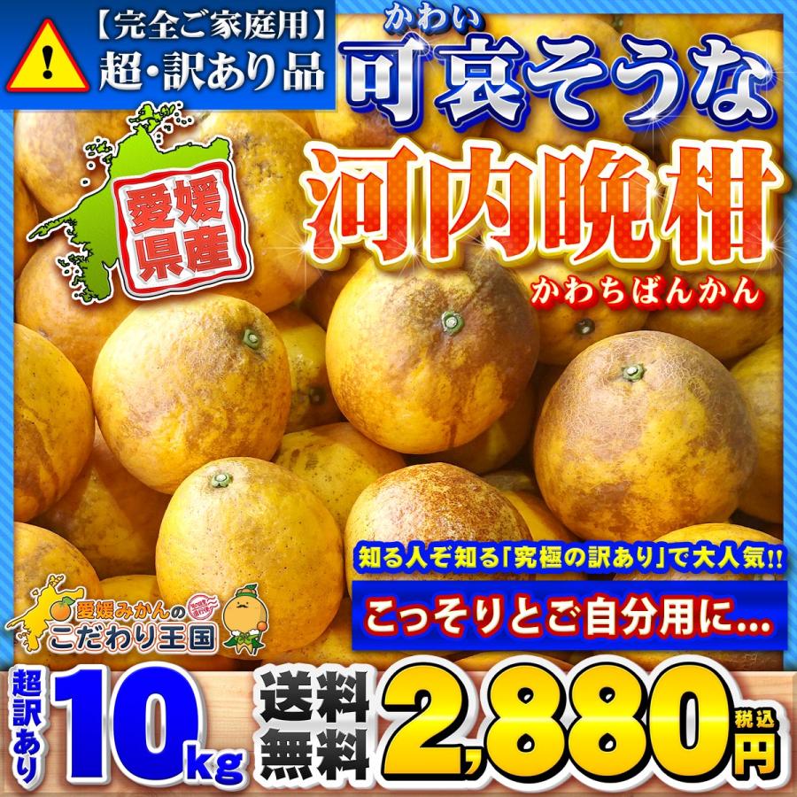 樹齢20年以上 超訳あり 可哀そうな 河内晩柑 サイズおまかせ ご家庭用