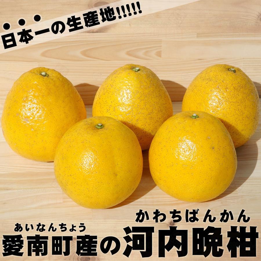 愛媛県産河内晩柑小玉20kg 樹齢20年以上 河内晩柑 小玉 Sサイズ ご家庭用 10kg 小粒 の