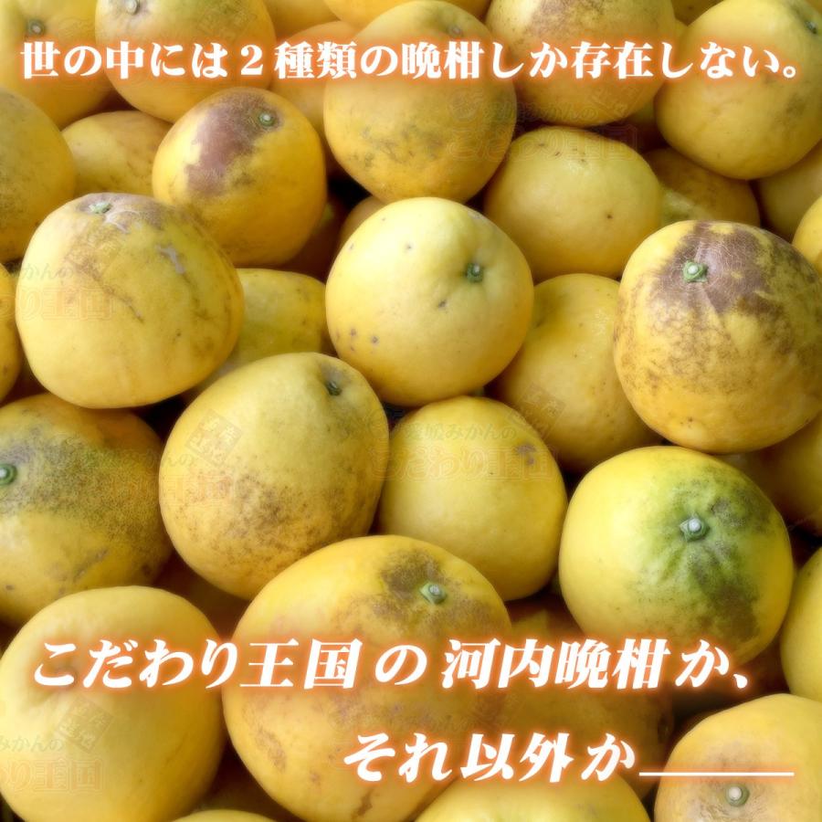 樹齢20年以上 河内晩柑 小玉 Sサイズ ご家庭用 10kg 小粒 の