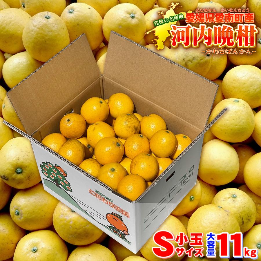 入園入学祝い 無農薬の河内晩柑 愛♡晩柑 10キロ 愛媛みかん愛南農園