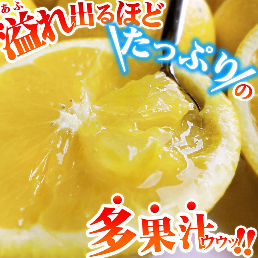 樹齢20年以上 河内晩柑 贈答用 秀品 10kg 高級 愛媛県 愛南町産 Ｌ-２Ｌ 箱買い かわち ばんかん 愛媛 みかん こだわり王国｜eu-oukoku｜11