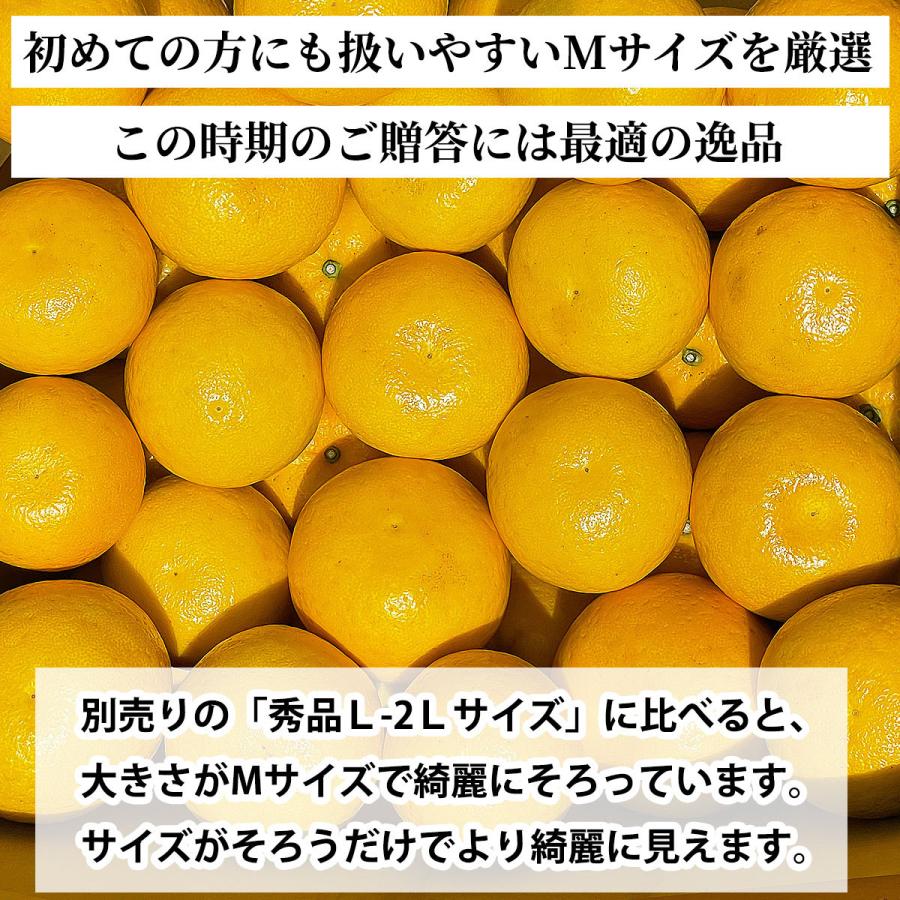 樹齢20年以上 河内晩柑 贈答用 秀品 Ｍサイズ 10kg 高級 愛媛県 愛南町産 箱買い かわち ばんかん 愛媛 みかん こだわり王国｜eu-oukoku｜06