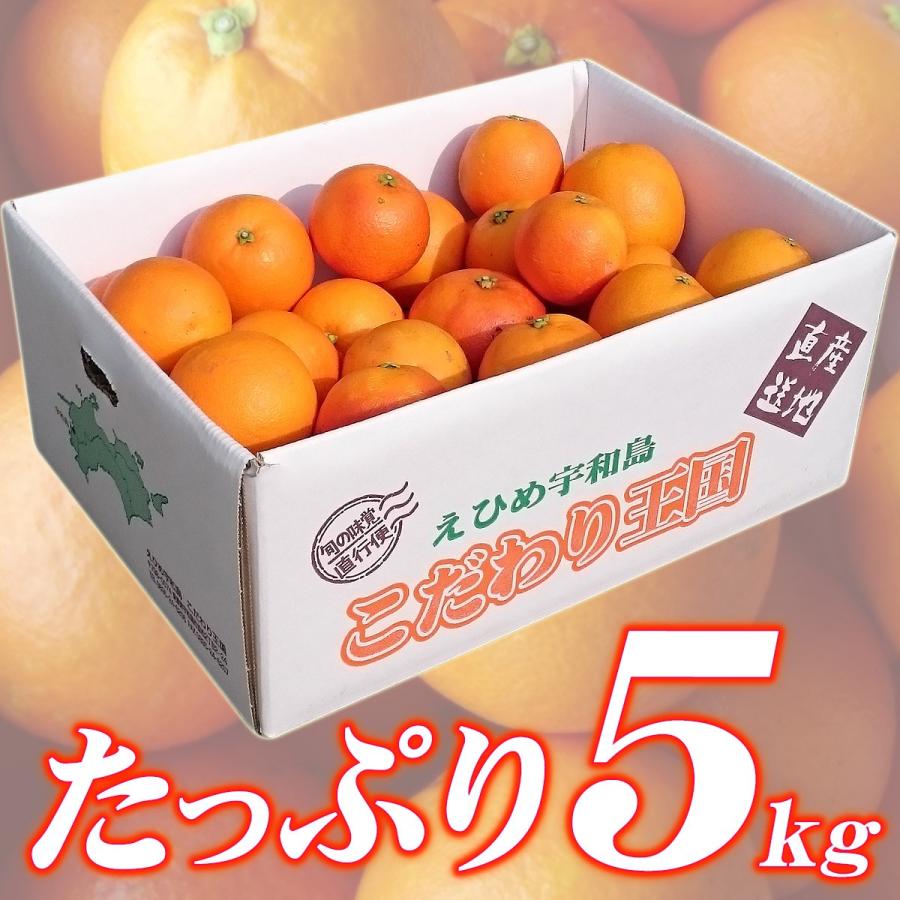ブラッドオレンジ モロ 5kg 自宅用 愛媛県宇和島産 大きさ おまかせ