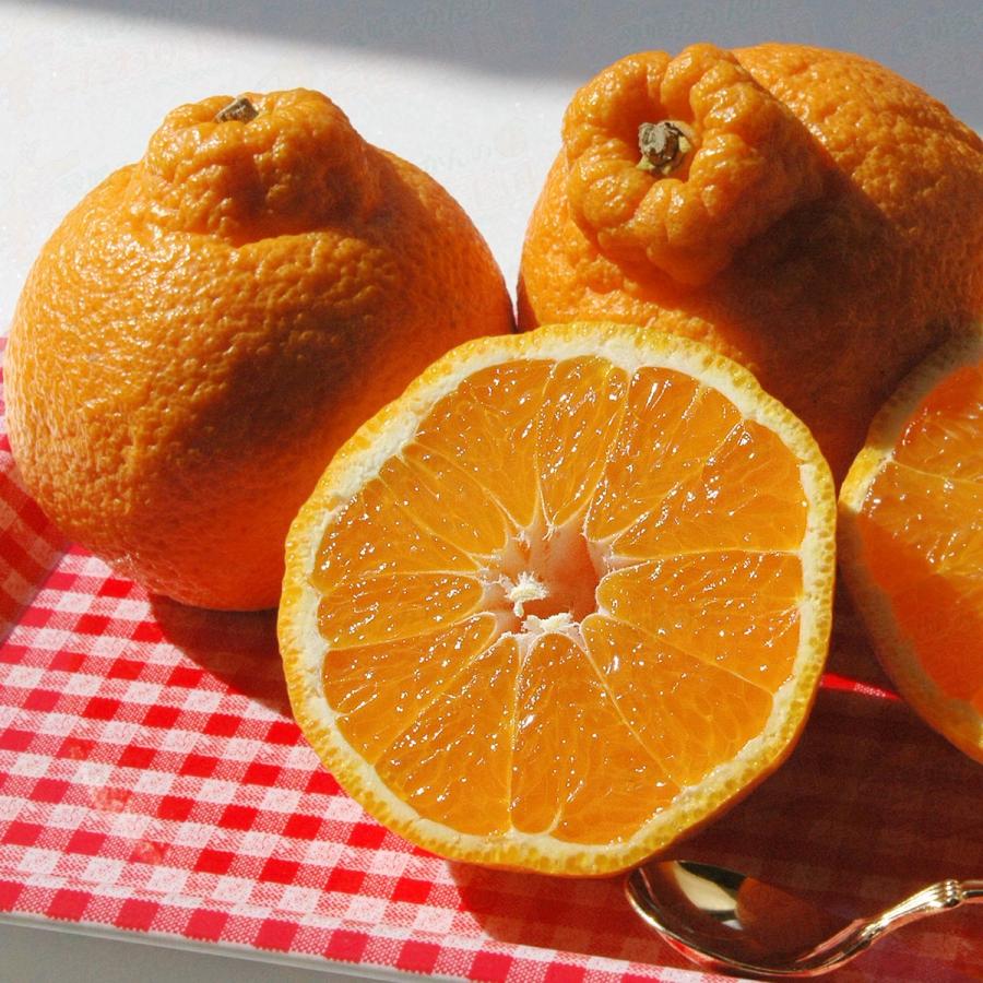 愛媛県産 デコちゃん 9kg 家庭用 自宅用 訳あり デコポン と同品種