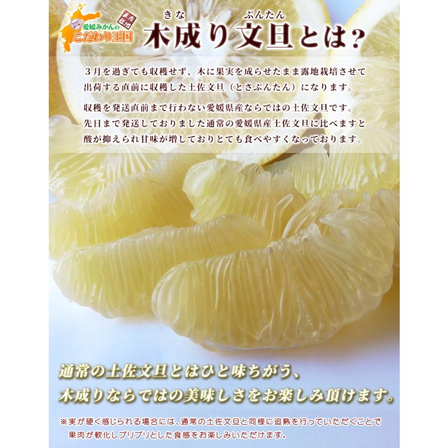 木成りライム10kg特別栽培愛媛産 木成り 土佐文旦 M 〜 2L サイズ 10kg 自宅用 家庭用 訳あり 愛媛県 愛