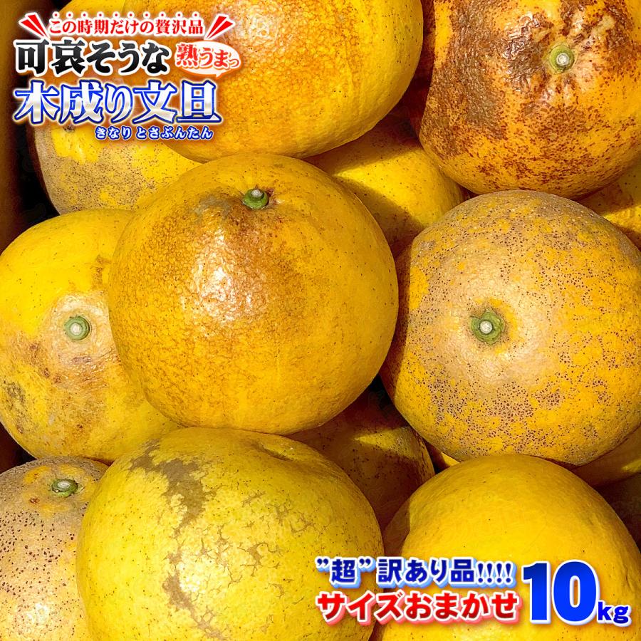 超訳あり】可哀そうな 木成り完熟土佐文旦 M 〜 2L サイズ 10kg 自宅用