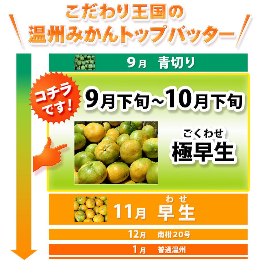 極早生みかん 小玉 5kg×2箱セット 愛媛県産 小玉みかん 自宅用