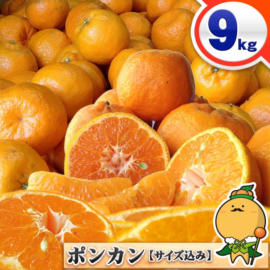 ポンカン 9kg 自宅用 愛媛県産 宇和島 大きさ おまかせ サイズ ポンカン 9kg 自宅用 愛媛県産 宇和島 大きさ おまかせ サイズ