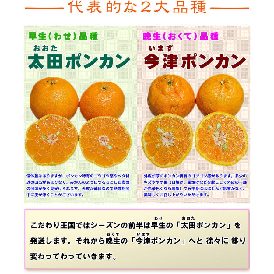 ポンカン 約5kg×２箱セット 自宅用 愛媛県産 宇和島  大きさ おまかせ サイズ込み 4.5kg〜5kg 約１０キロ 箱買い 訳あり 宇和島 愛媛みかんのこだわり王国｜eu-oukoku｜12