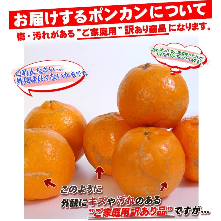 ポンカン 4.5kg×2箱セット 自宅用 愛媛県産 宇和島 大きさ ポンカン 4.5kg×2箱セット 自宅用 愛媛県産 宇和島 大きさ