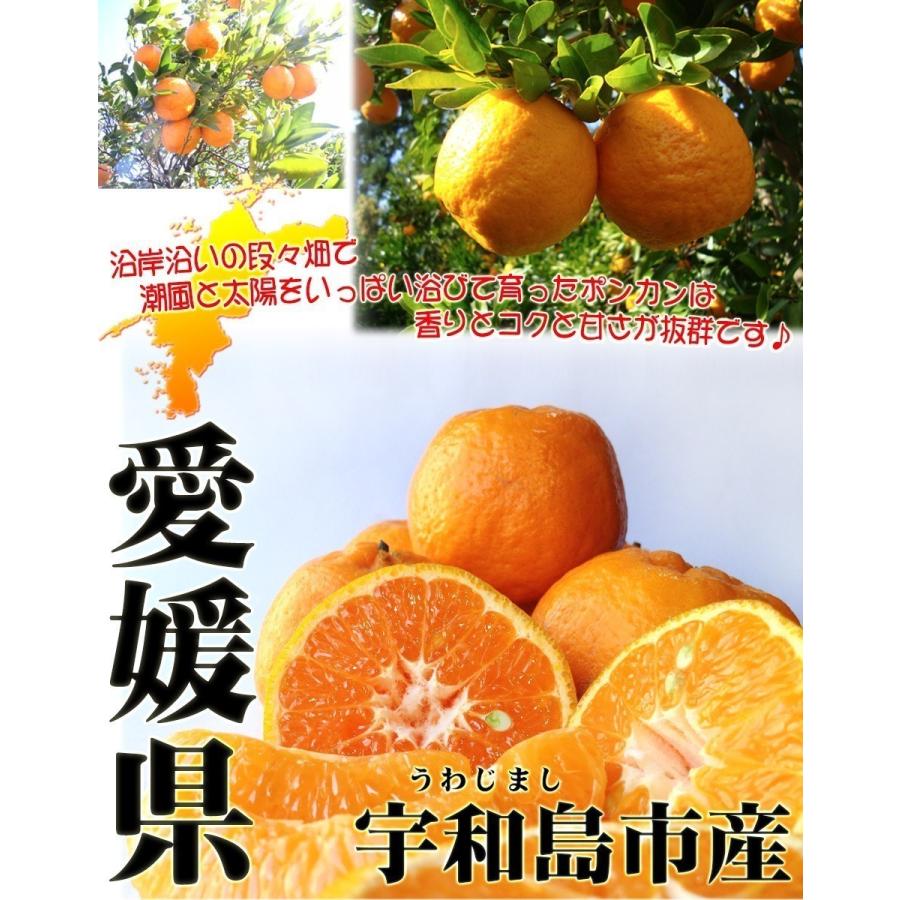ポンカン 4.5kg×2箱セット 自宅用 愛媛県産 宇和島 大きさ ポンカン 4.5kg×2箱セット 自宅用 愛媛県産 宇和島 大きさ