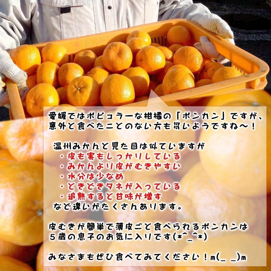 ポンカン 4.5kg×2箱セット 自宅用 愛媛県産 宇和島 大きさ