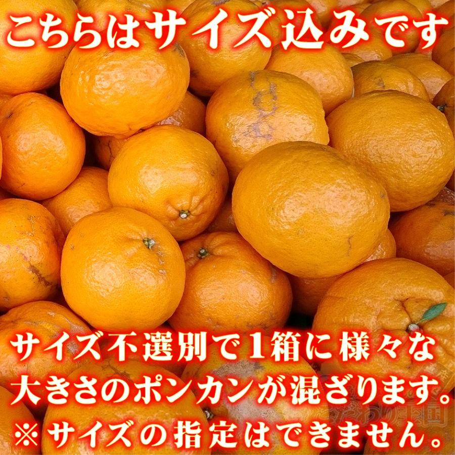 ポンカン 4.5kg 自宅用 愛媛県産 宇和島 大きさ おまかせ サイズ ポンカン 4.5kg 自宅用 愛媛県産 宇和島 大きさ おまかせ サイズ