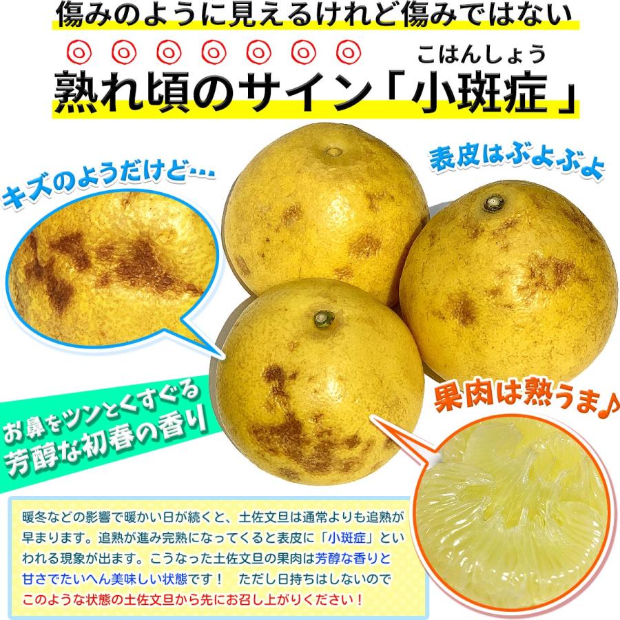 高知県産 訳あり 土佐文旦 大玉 4L 〜 3L サイズ 約10kg 自宅用 高知県産 訳あり 土佐文旦 大玉 4L 〜 3L サイズ 約10kg 自宅用
