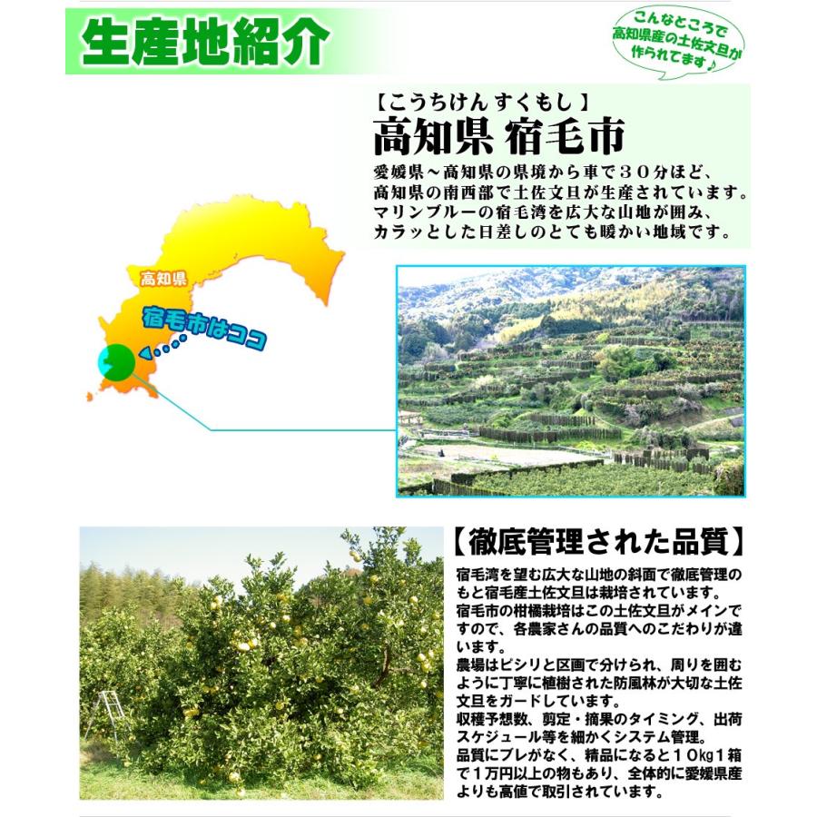 高知県産 訳あり 土佐文旦 大玉 4L 〜 3L サイズ 約10kg 自宅用