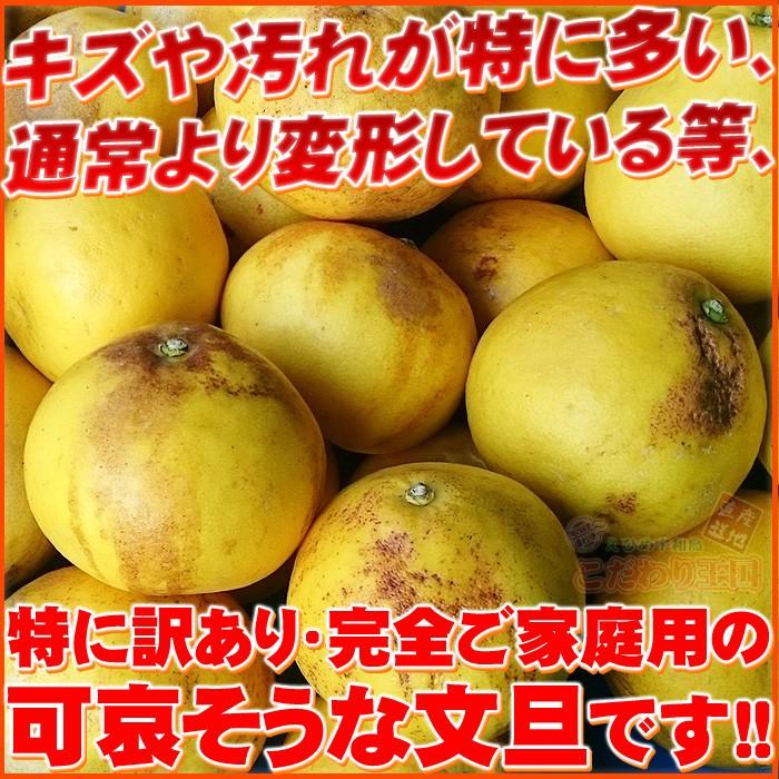 可哀そうな 土佐文旦 特に訳あり 中玉 2L〜M サイズ 10kg サイズ