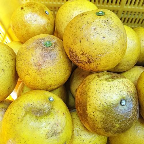 yume　高知産　超訳あり土佐文旦　サイズ大小混合　約10㎏　2箱 可哀そうな 土佐文旦 特に訳あり 中玉 2L〜M サイズ 10kg サイズ