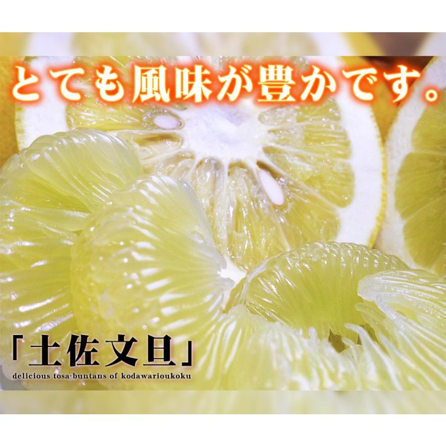 高知県産 訳あり 土佐文旦 中玉 2L 〜 L サイズ 10kg 自宅用 ご 高知県産 訳あり 土佐文旦 中玉 2L 〜 L サイズ 10kg 自宅用 ご