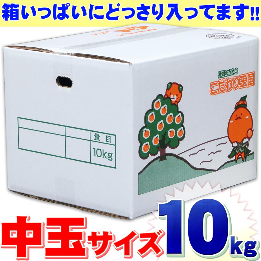 高知県産 訳あり 土佐文旦 中玉 M 〜 2L サイズ 10kg 自宅用 ご家庭用