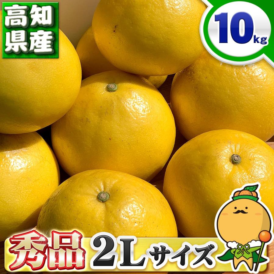 高知県産 土佐文旦 贈答用・秀品 2Lサイズ 10kg 贈り物に最適 とさぶん