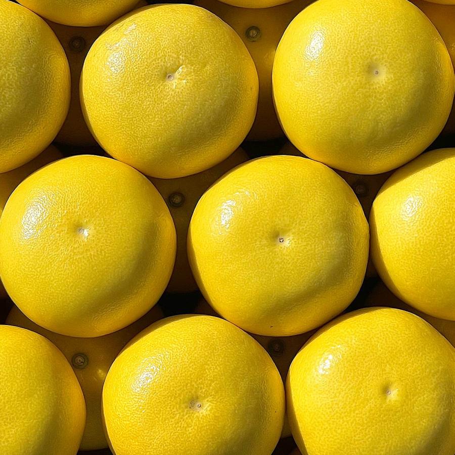 高知県産 土佐文旦 贈答用・秀品 3Lサイズ 大玉 約10kg 贈り物に最適