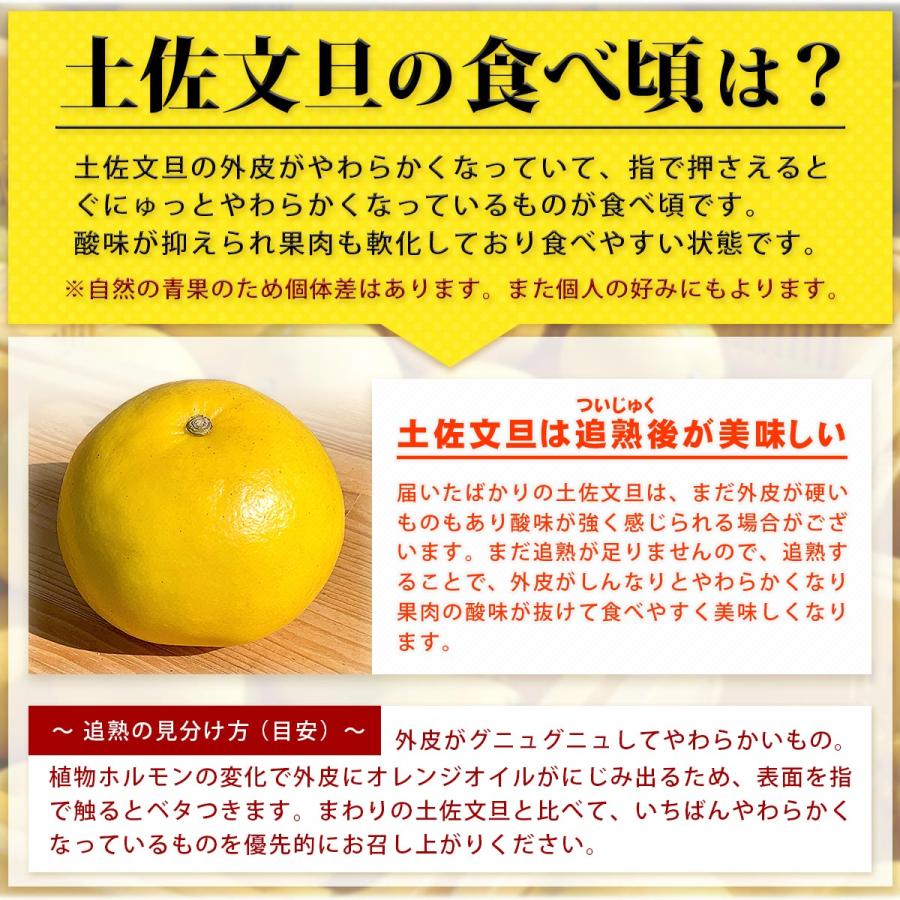高知県産 土佐文旦 贈答用・秀品 3Lサイズ 大玉 約10kg 贈り物に最適
