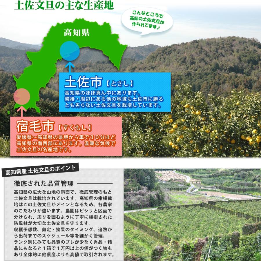 75高知特産 露地栽培 土佐文旦 3L4L文旦 約20kg 大玉 サイズ 13高知特産 露地栽培 土佐文旦 3L4L文旦 約10kg 大玉 サイズ｜Yahoo