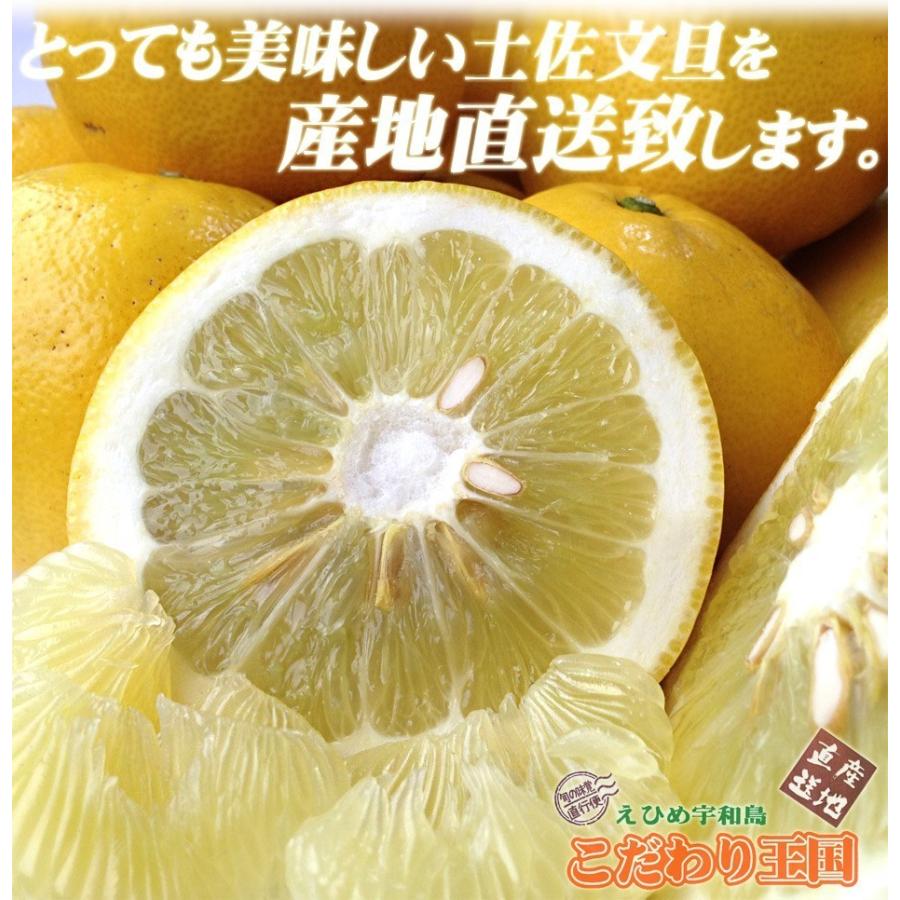 高知県産 土佐文旦 贈答用・秀品 3Lサイズ 大玉 約10kg 贈り物に最適