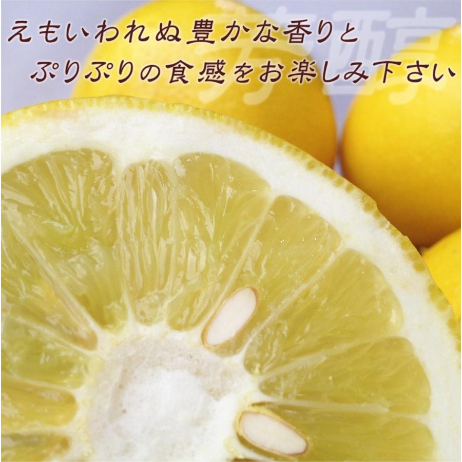 高知県産 土佐文旦 贈答用・秀品 3Lサイズ 大玉 約10kg 贈り物に最適