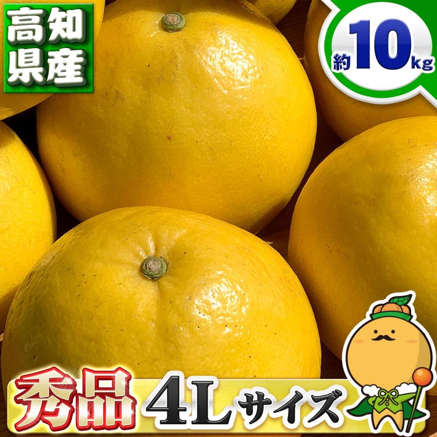 高知県産 土佐文旦 贈答用・秀品 4Lサイズ 大玉 約10kg 贈り物に最適