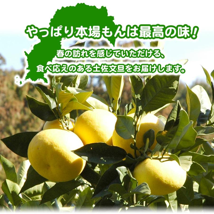 高知県産 土佐文旦 贈答用・秀品 4Lサイズ 大玉 約10kg 贈り物に最適