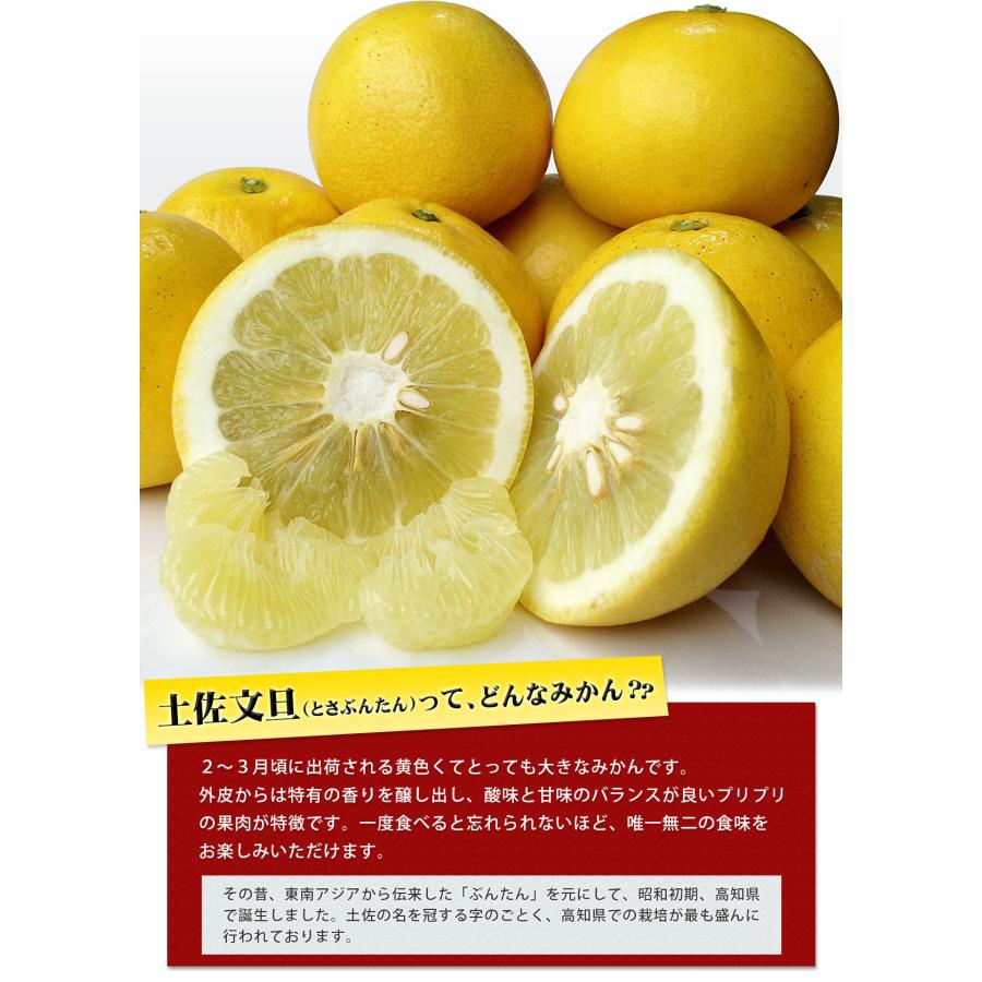 高知県産 土佐文旦 贈答用・秀品 4Lサイズ 大玉 約10kg 贈り物に最適