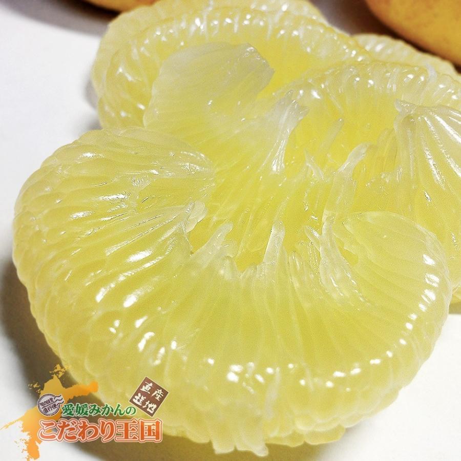 高知県産 土佐文旦 贈答用・秀品 4Lサイズ 大玉 約10kg 贈り物に最適