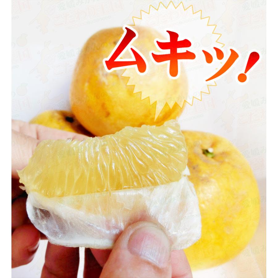 同梱専用 ムッキーちゃん 購入条件あり 単体購入不可 他の商品と同時に購入 みかん の 皮むき器 便利な ピーラー 土佐 文旦 河内晩柑 デコポン に Muki 愛媛みかんの こだわり王国 通販 Yahoo ショッピング