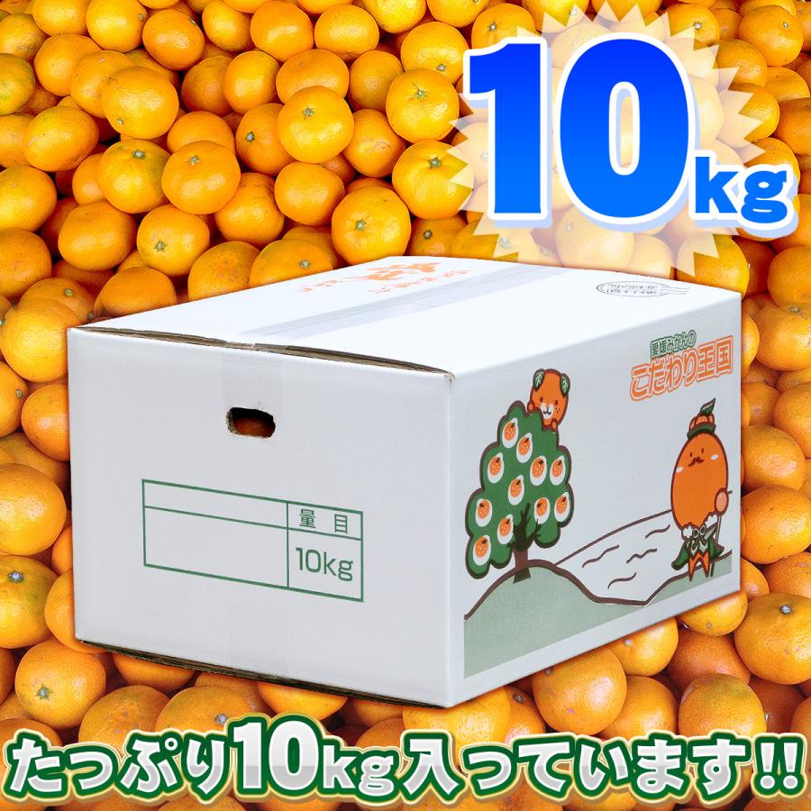 訳あり こまちゃん 10kg 愛媛県産 小玉みかん 自宅用 家庭用 訳あり こまちゃん 10kg 愛媛県産 小玉みかん 自宅用 家庭用