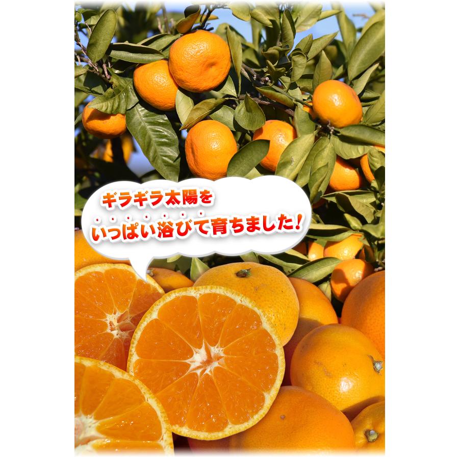 訳あり こまちゃん 10kg 愛媛県産 小玉みかん 自宅用 家庭用 訳あり こまちゃん 10kg 愛媛県産 小玉みかん 自宅用 家庭用