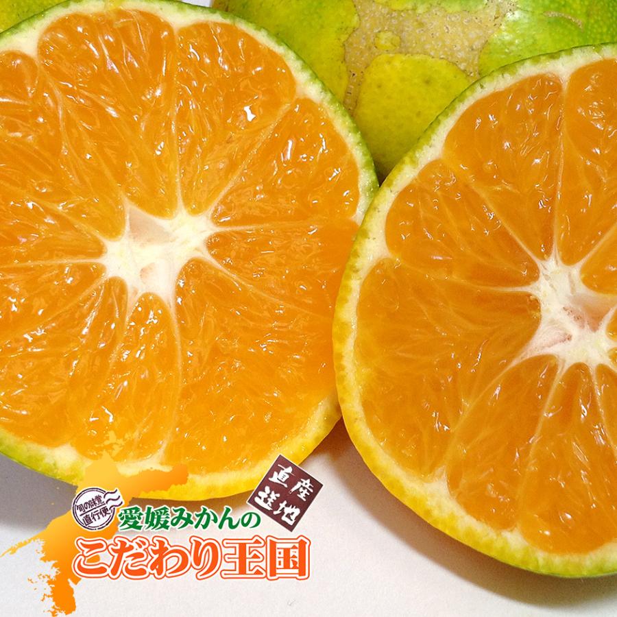 オープニング大放出セール こまちゃん 極早生 5kg 愛媛県産 小玉みかん 自宅用 家庭用 訳あり 5キロ 宇和島 西宇和 箱買い 小粒 蜜柑 arkhitek.co.jp オープニング大放出セール こまちゃん 極早生 5kg 愛媛県産 小玉みかん 自宅用 家庭用 訳あり 5キロ 宇和島 西宇和 箱買い 小粒 蜜柑 arkhitek.co.jp