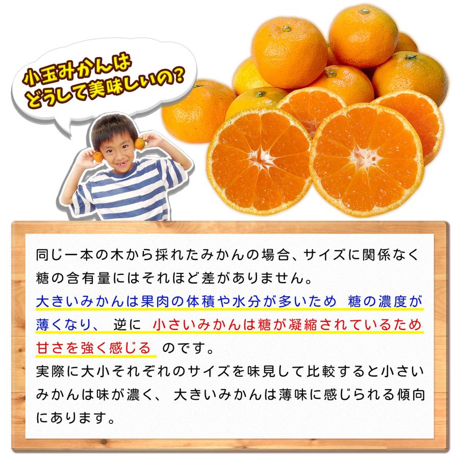 訳あり 愛媛みかん 小玉サイズ 5kg 愛媛県産 自宅用 家庭用 箱