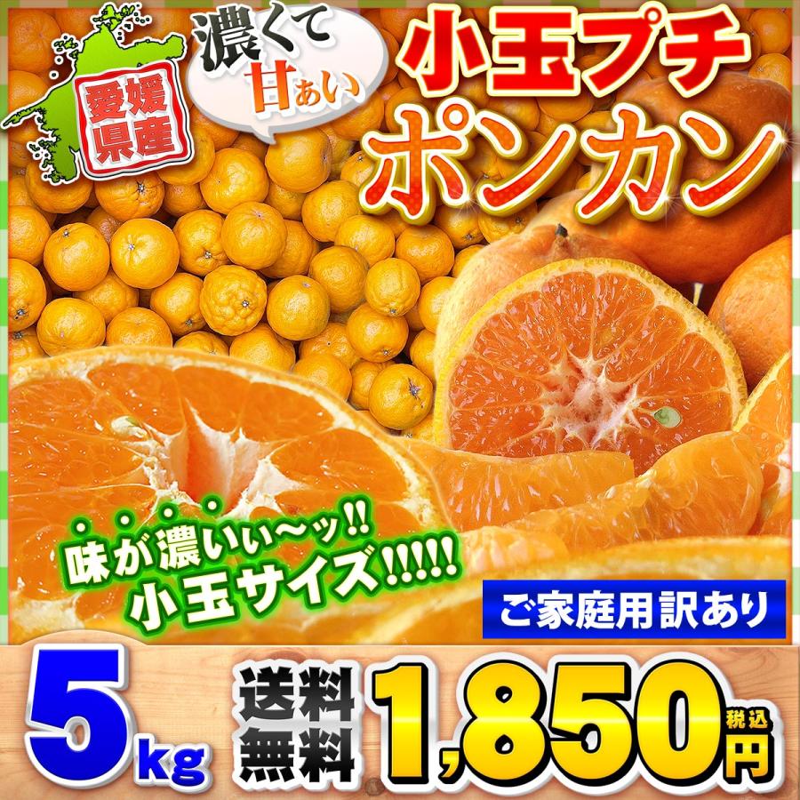 文旦　山北みかん　ポンカン　好きにも　03 文旦 山北みかん ポンカン 好きにも 03 山北みかん2.5kgと温室土佐文旦