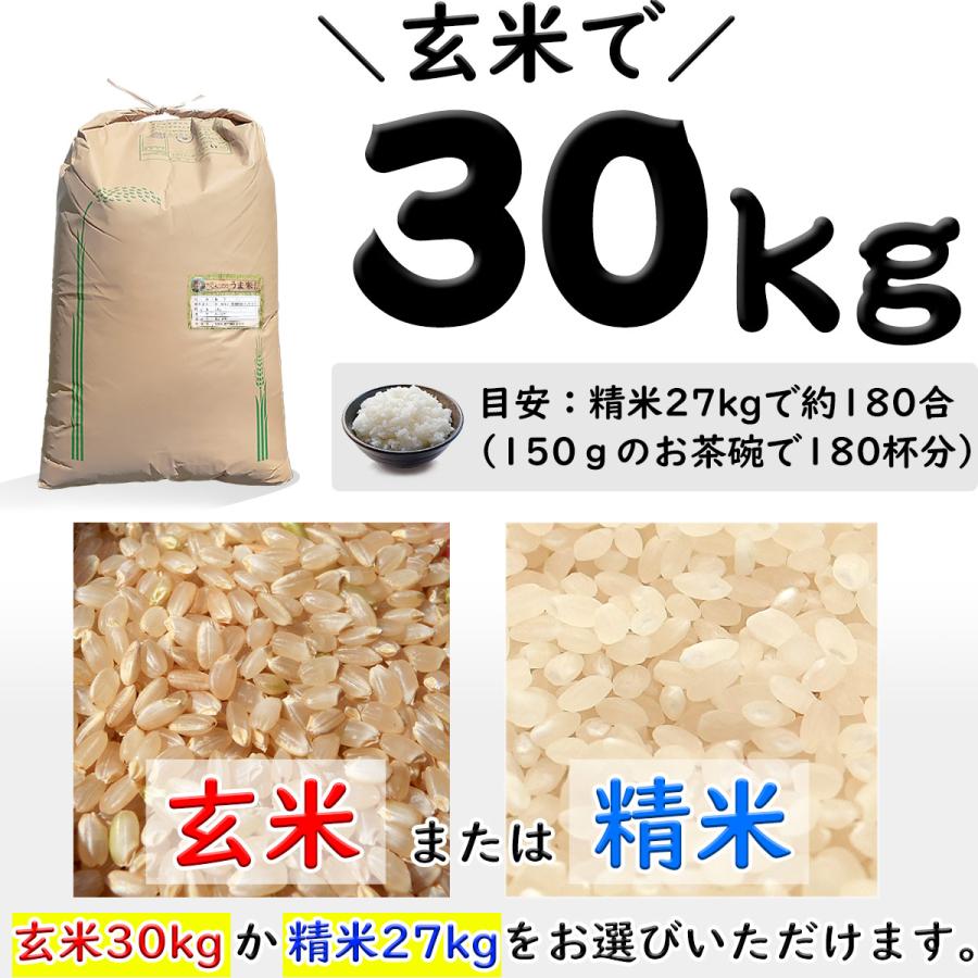 愛媛県愛南町産 うま米 令和6年度 新米 コシヒカリ 玄米30kg 愛媛県愛南町産 うま米 令和6年度 新米 コシヒカリ 玄米30kg