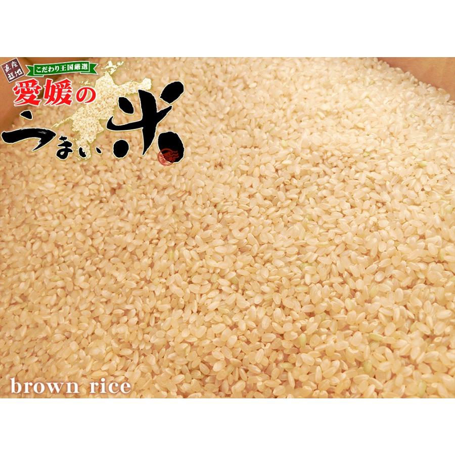 愛媛県愛南町産 うま米 令和6年度 新米 コシヒカリ 玄米30kg 愛媛県愛南町産 うま米 令和6年度 新米 コシヒカリ 玄米30kg