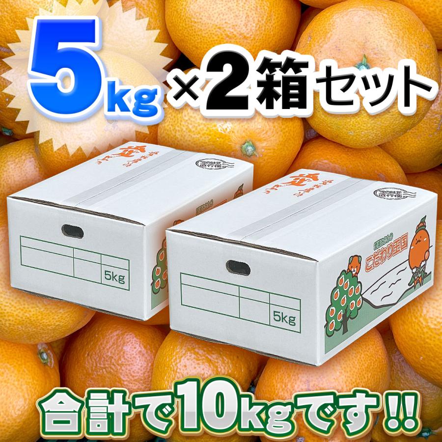 訳あり 愛媛みかん 大玉サイズ 5kg×2箱セット 家庭用 送料無料 : 愛媛 