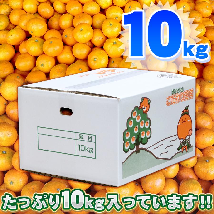 リピートNo.1はるみ小玉果 10kg箱 - 果物