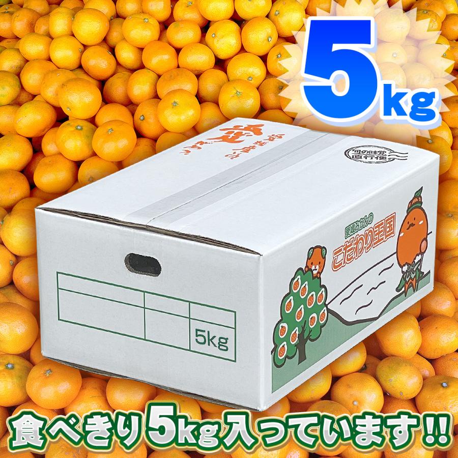 愛媛県産 小玉 みかん こまちゃん 5kg 家庭用 自宅用 訳あり 愛媛