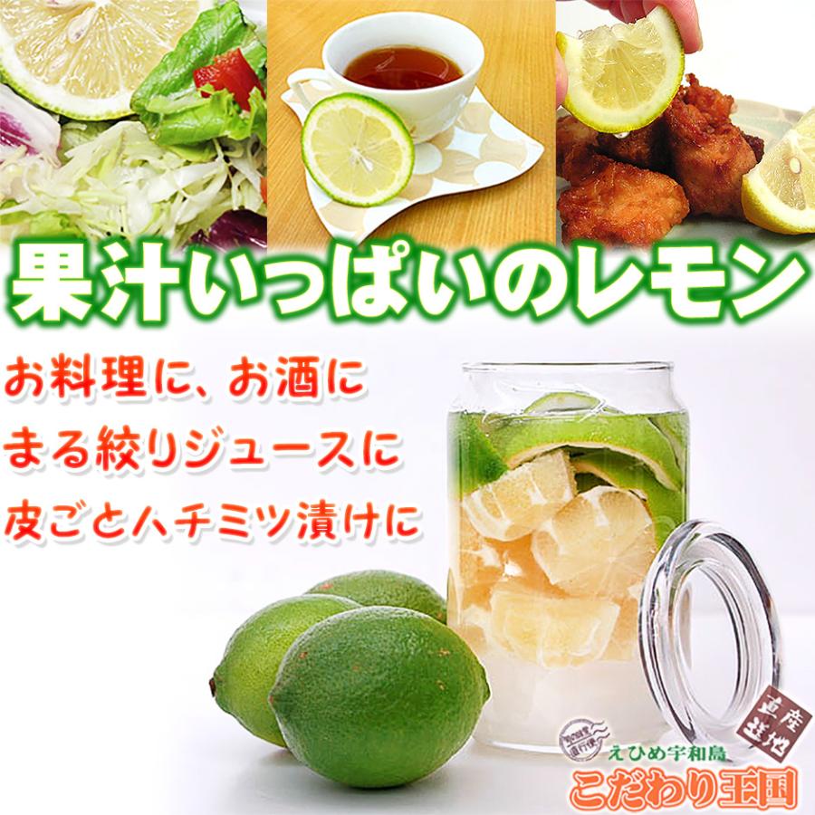 愛媛県産 訳あり レモン B品 10kg ご家庭用 10kg 箱買い サイズ