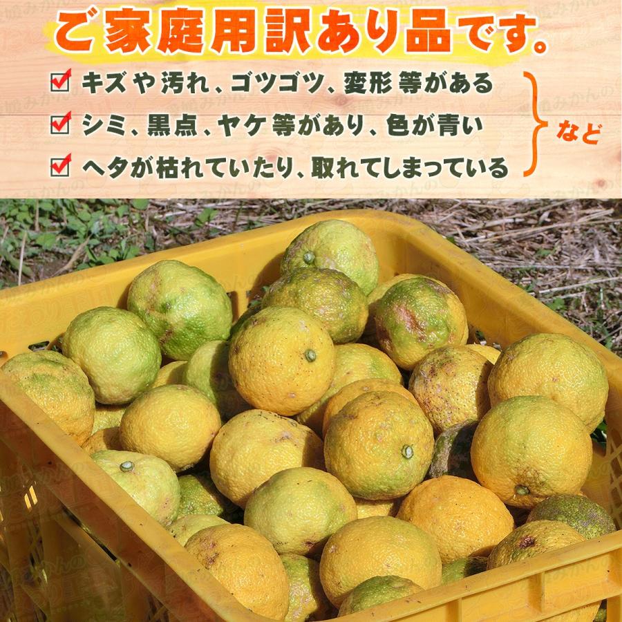 愛媛県産 柚子 10kg 家庭用 訳あり サイズ おまかせ 混合 送料 愛媛県産 柚子 10kg 家庭用 訳あり サイズ おまかせ 混合 送料
