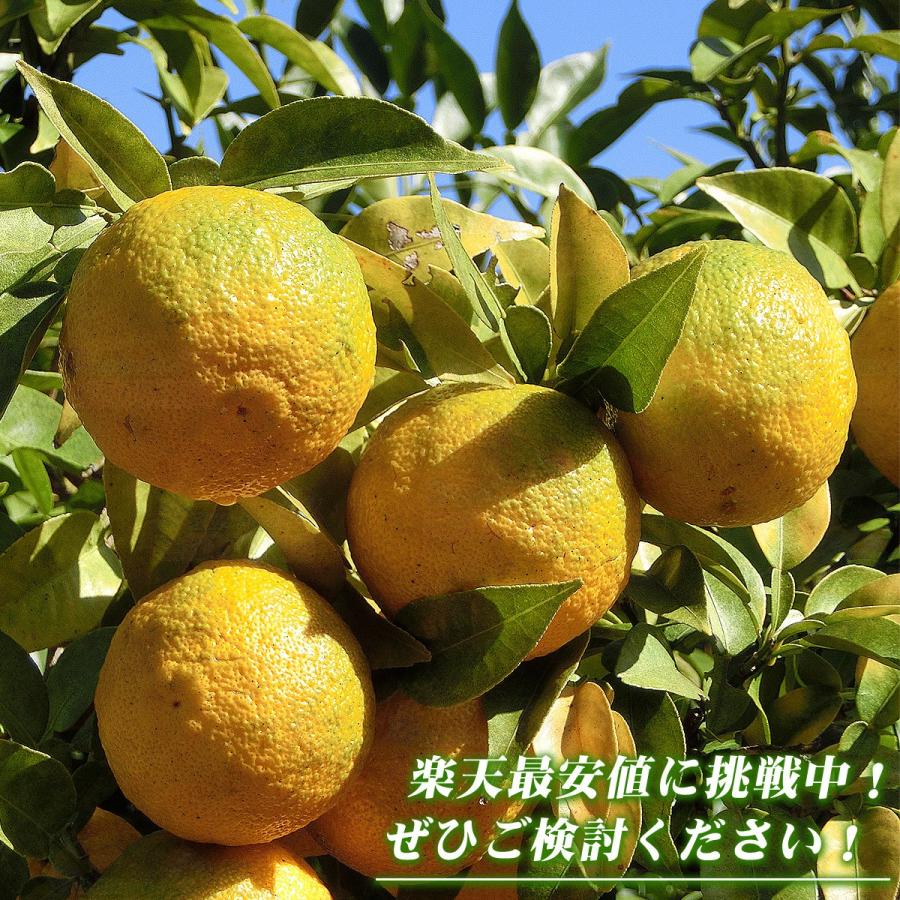 愛媛県産 柚子 10kg 家庭用 訳あり サイズ おまかせ 混合 送料無料 箱