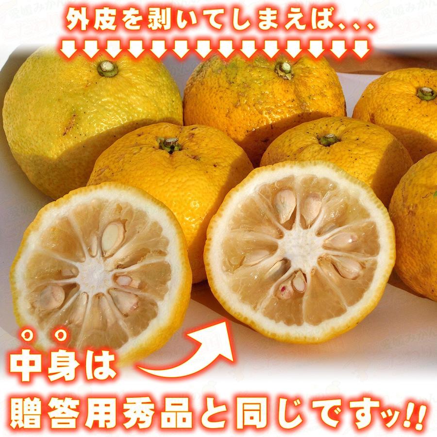 愛媛県産 柚子 5kg 家庭用 訳あり サイズ おまかせ 混合 送料 愛媛県産 柚子 5kg 家庭用 訳あり サイズ おまかせ 混合 送料