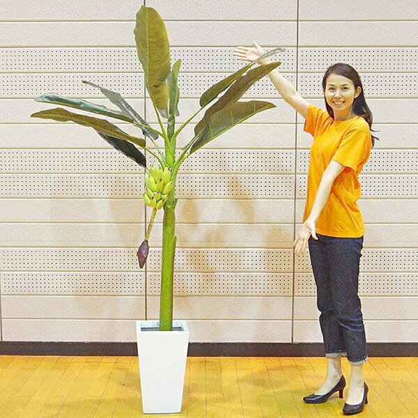 人工樹木 バナナの木 H175cm 35cm鉢付 [大型商品160cm以上] / 観葉植物 